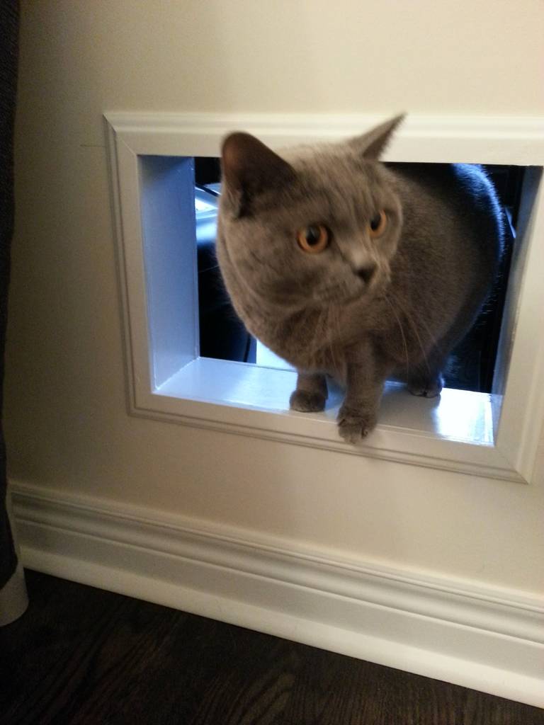 cat tunnels inside