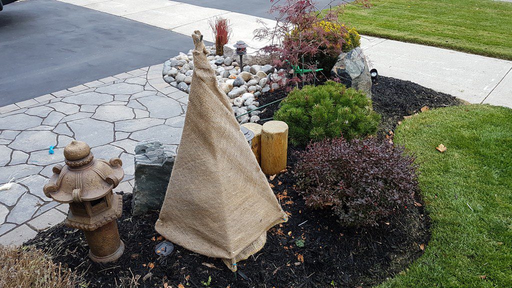 How to use burlap to wrap trees/plants for Christmas and winter protection?  