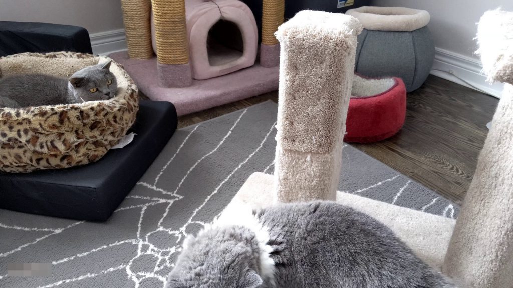 How to repair a scratching post for your beloved cats?